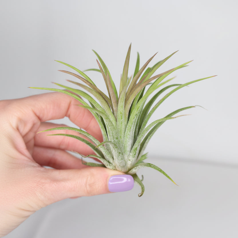 tillandsia-ionantha