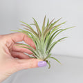 tillandsia-ionantha