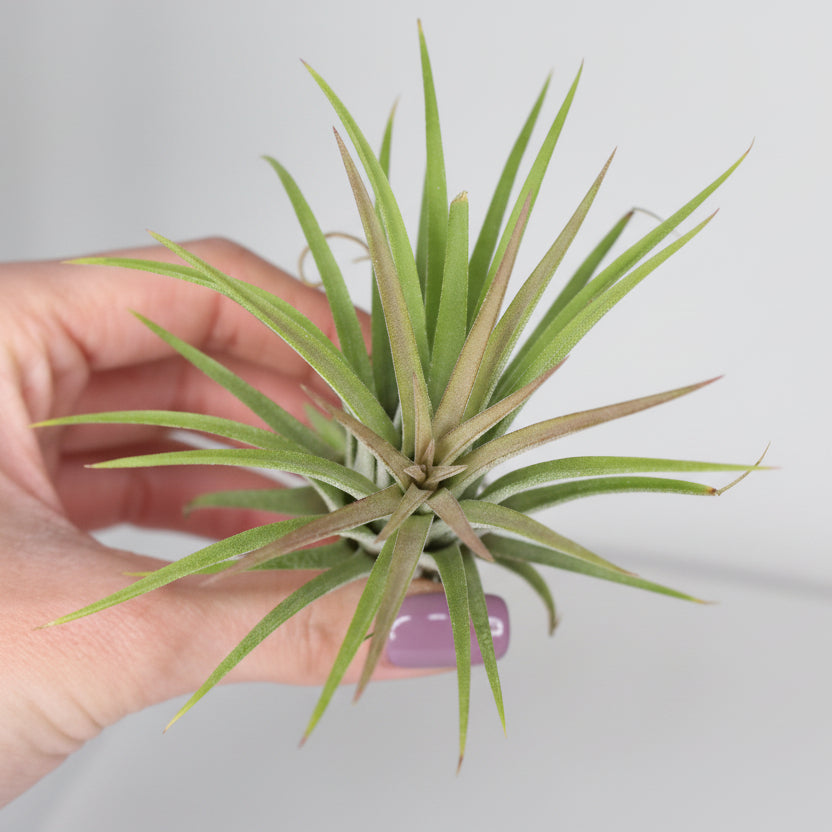 tillandsia-decorativa