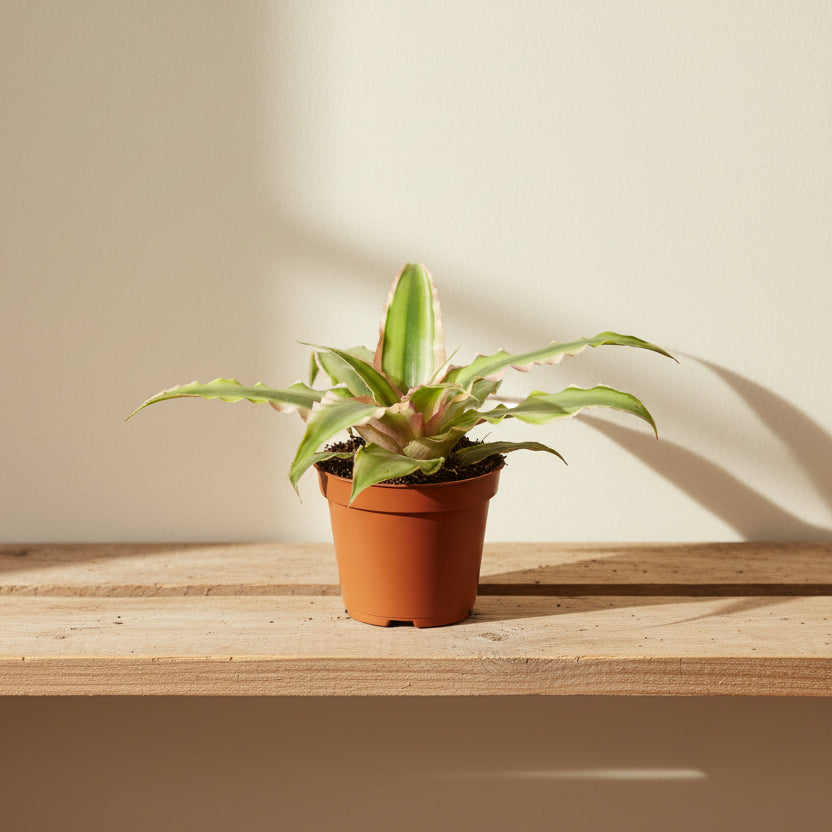 cryptanthus pink hojas rosadas