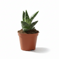 aloe-variegata
