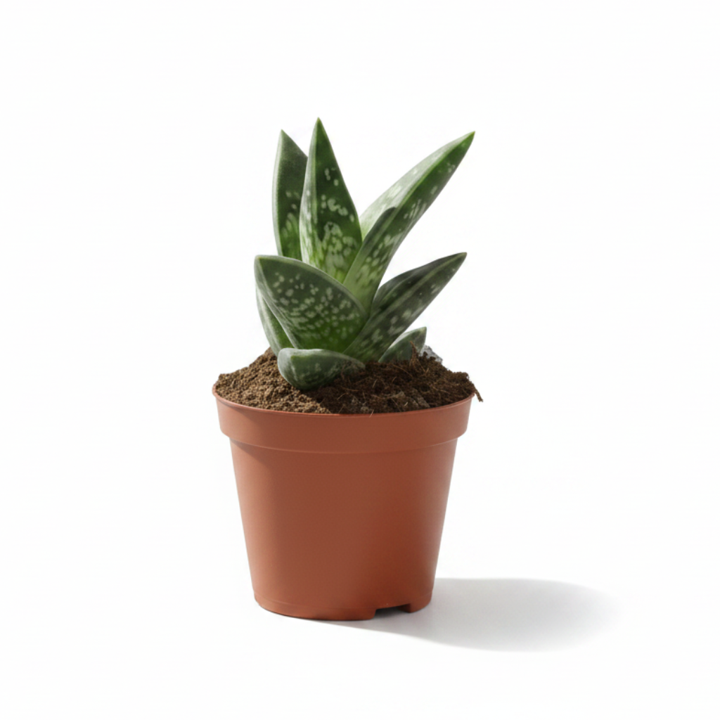 aloe-variegata