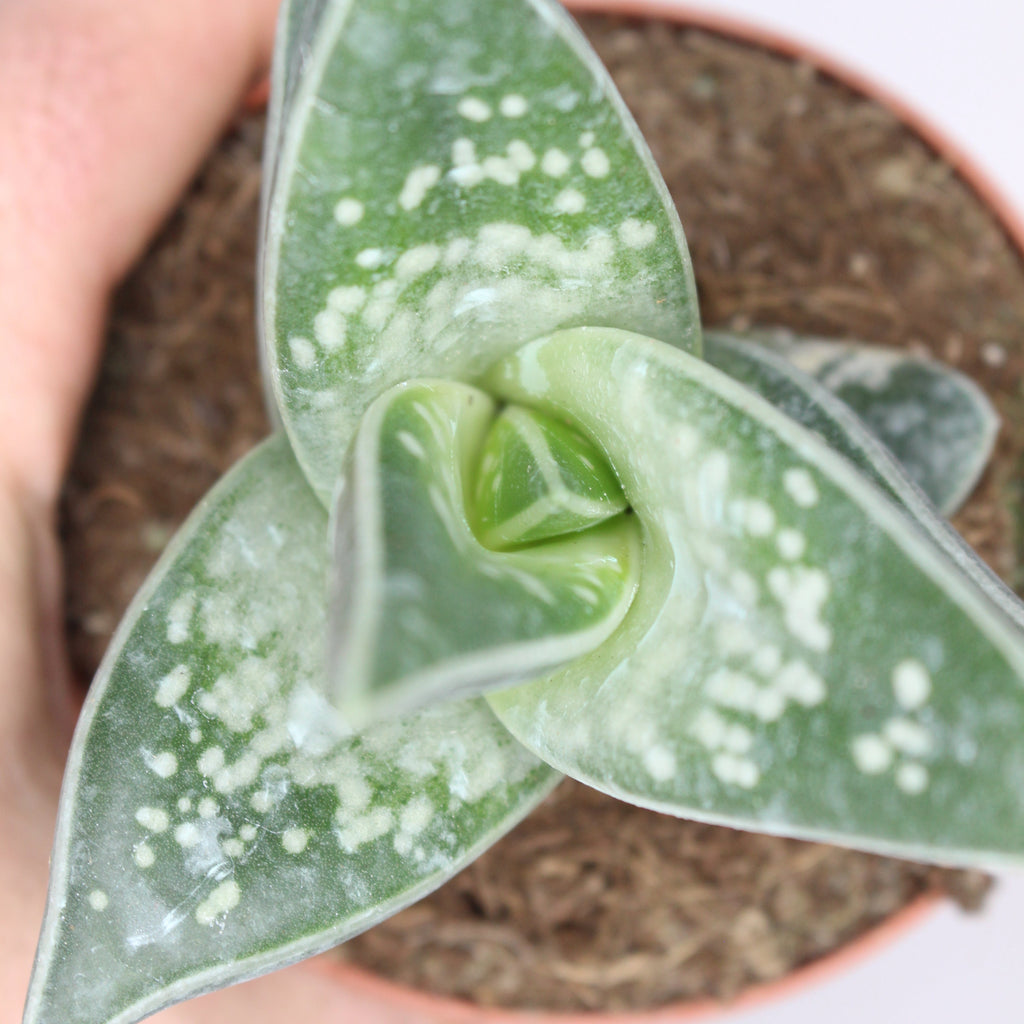 suculenta-decorativa