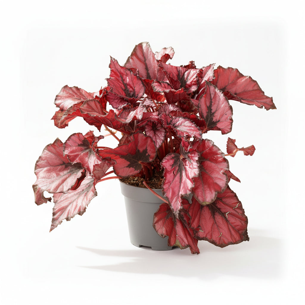 begonia rex red kiss planta interior