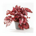 begonia rex red kiss planta interior