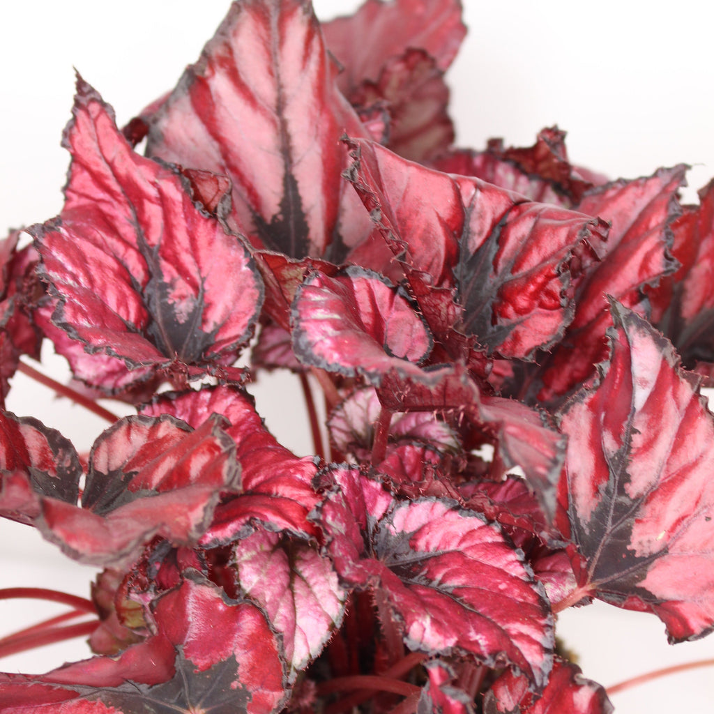 begonia rex red kiss hojas rojas