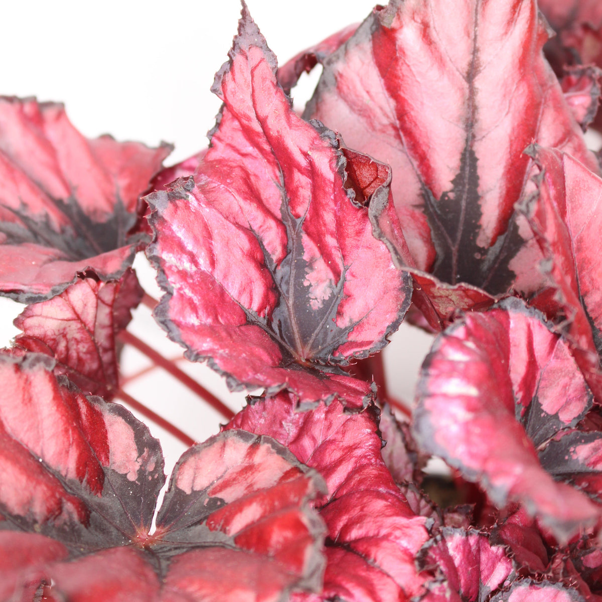 begonia rex red kiss en maceta