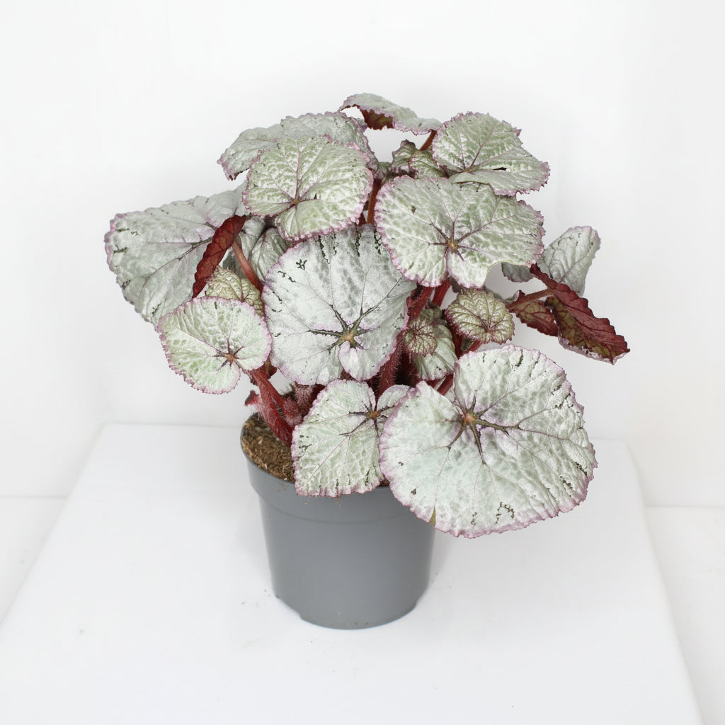 begonia rex silver planta interior