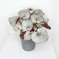 begonia rex silver planta interior