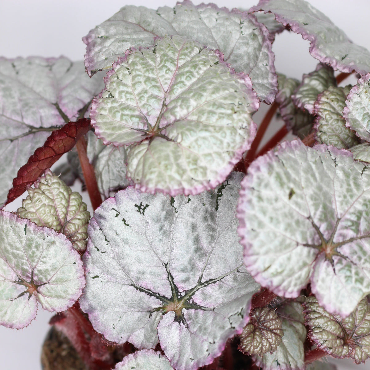 begonia rex silver hojas plateadas