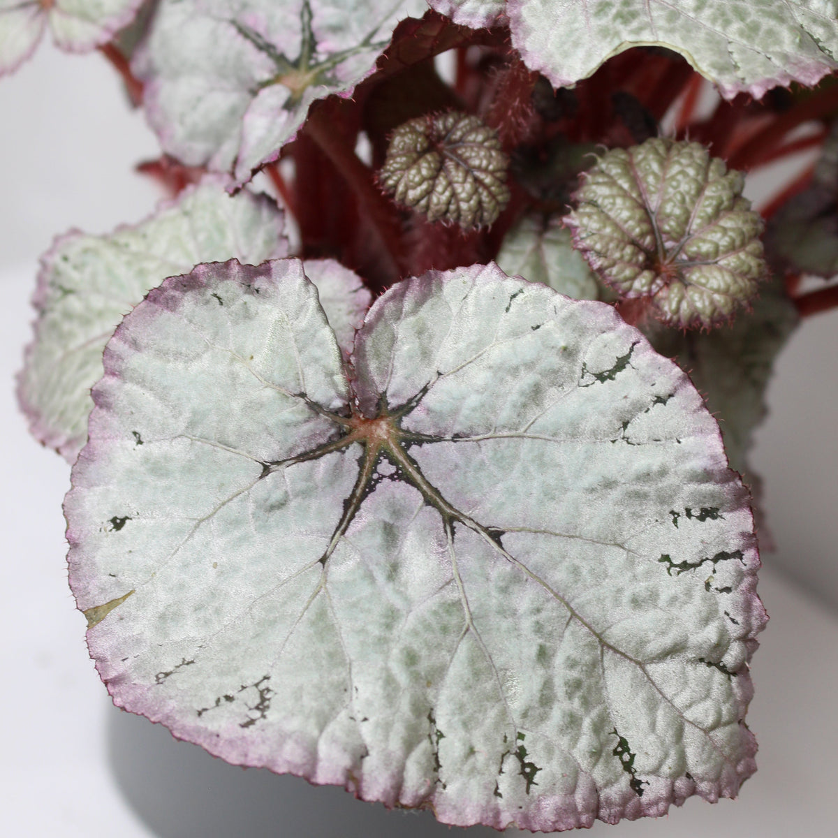 begonia rex silver en maceta