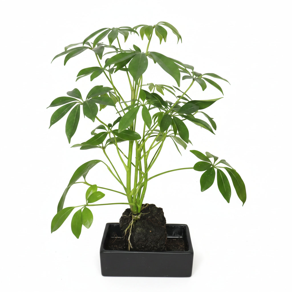 Lova - Schefflera Piedra Volcánica