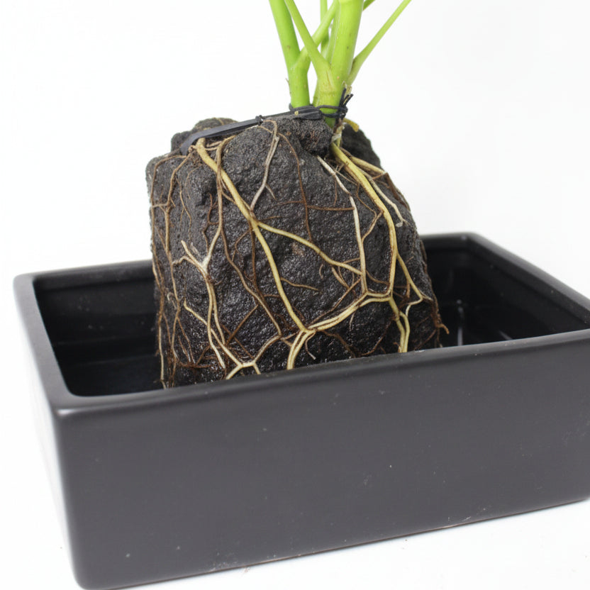 Lova - Schefflera Piedra Volcánica