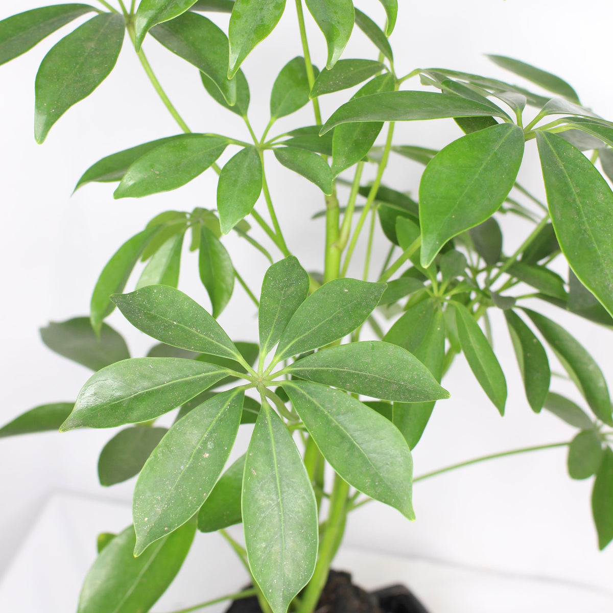 Lova - Schefflera Piedra Volcánica