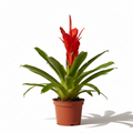 Bromelia Vriesea Flor Roja M