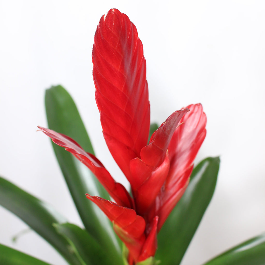 bromelia vriesea flor roja en maceta