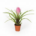 Mini Tillandsia Cyanea Rosa