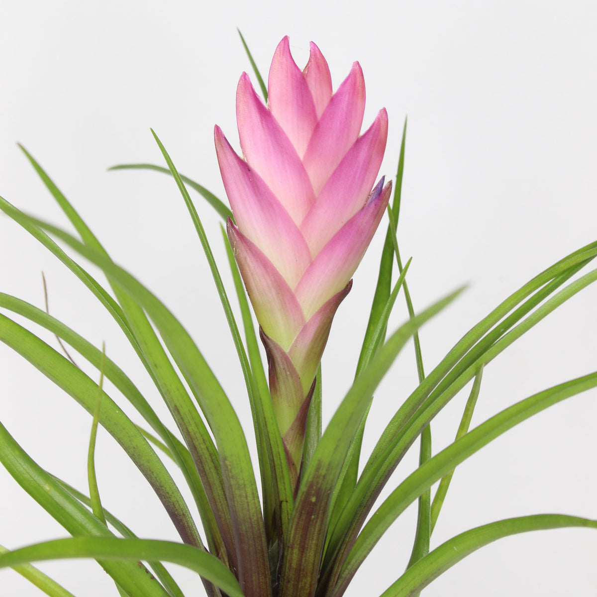 Mini Tillandsia Cyanea Rosa