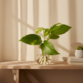 Hidroponía Pothos (Epipremnum Aureum)