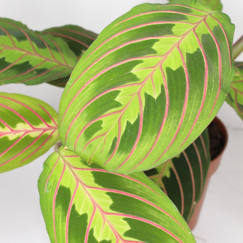 maranta-leuconeura-fascinator-planta-tropical