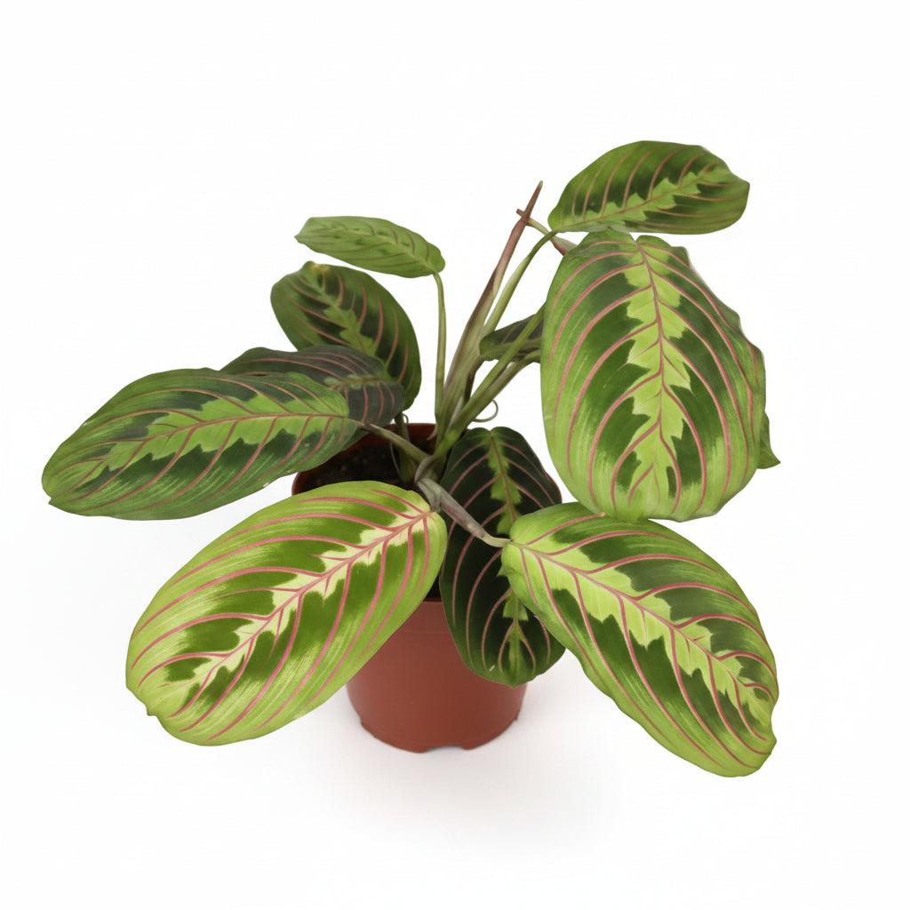maranta-leuconeura-fascinator-planta-interior