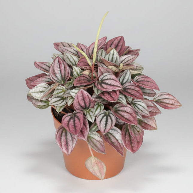 peperomia-cayenne-rosa-planta-interior