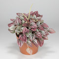 peperomia-cayenne-rosa-planta-interior