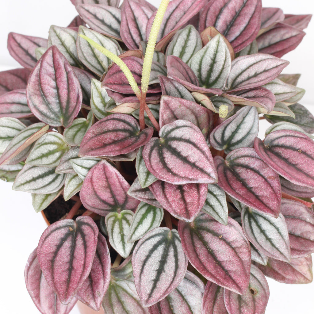 peperomia-cayenne-rosa-hojas-rosadas