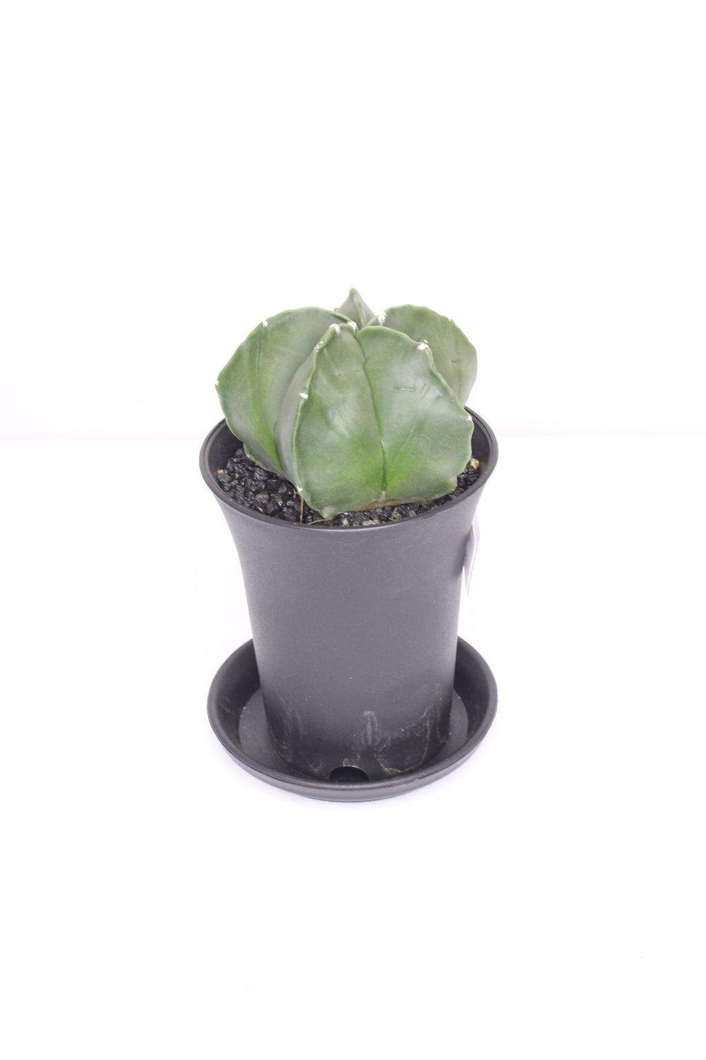 astrophytum-nudum