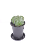 astrophytum-nudum
