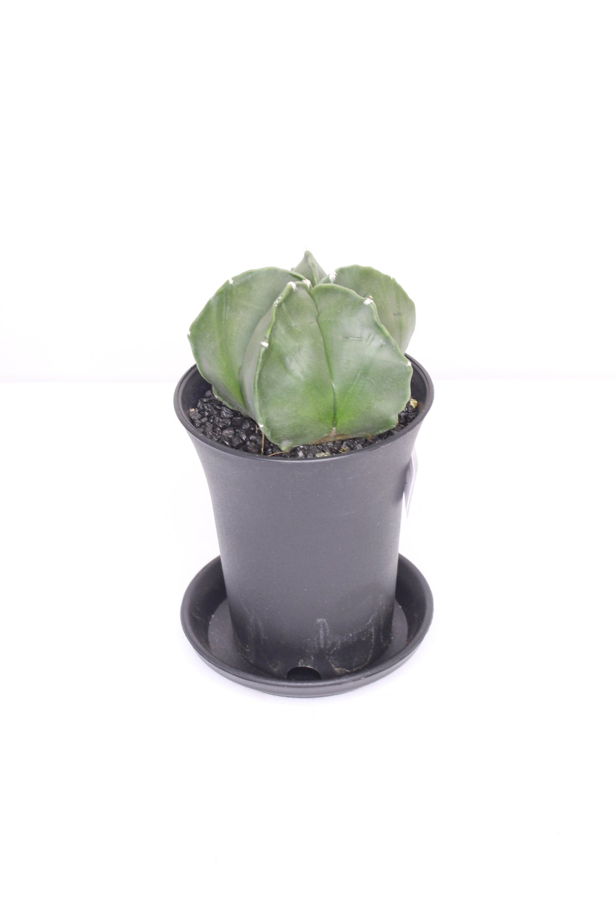 astrophytum-nudum
