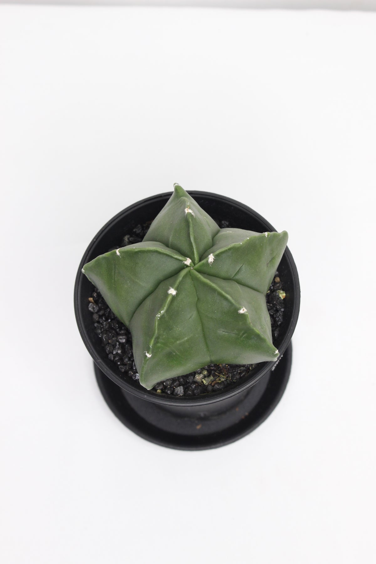 cactus-coleccion