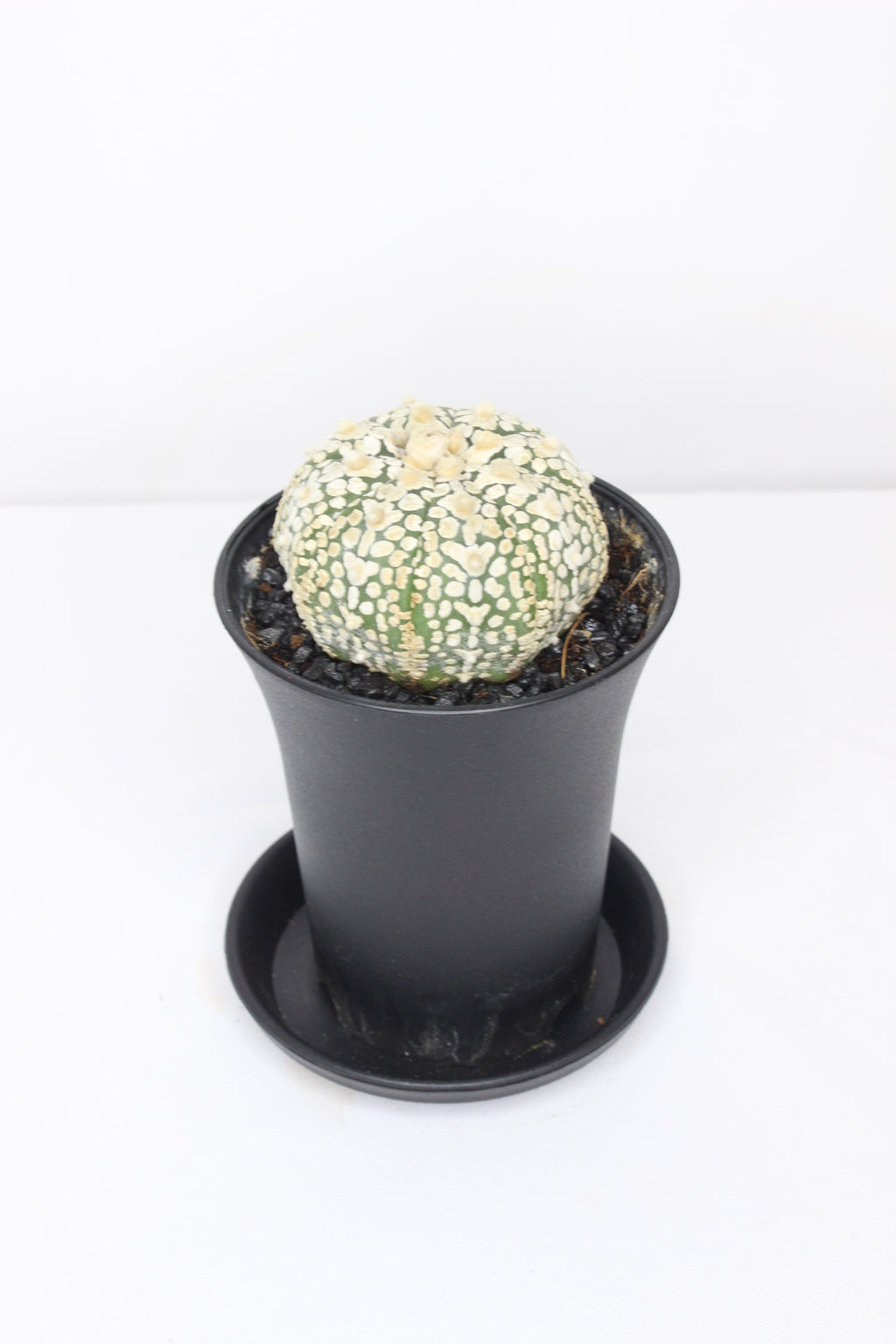 astrophytum-super-kabuto