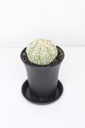 astrophytum-super-kabuto