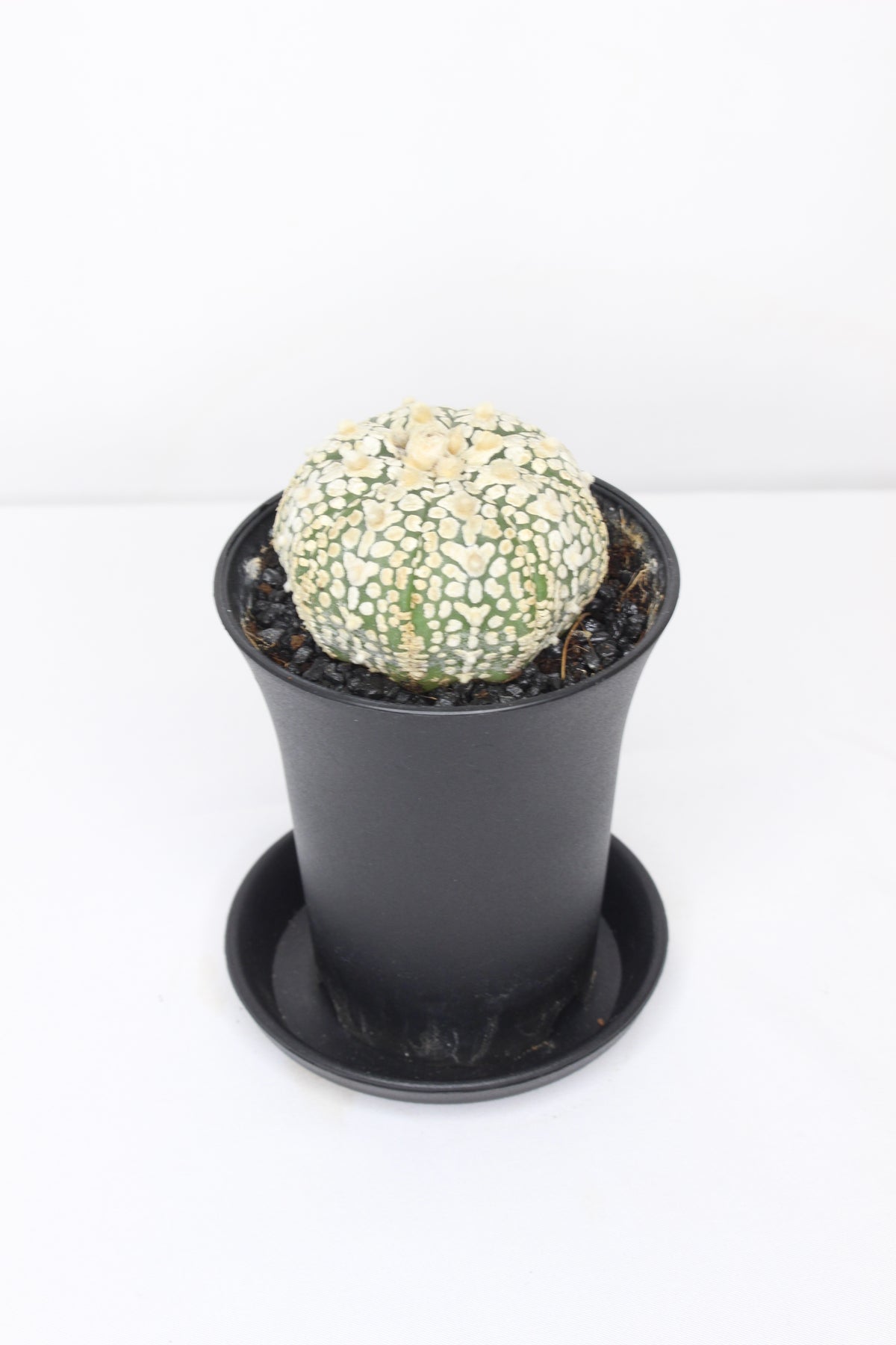 astrophytum-super-kabuto