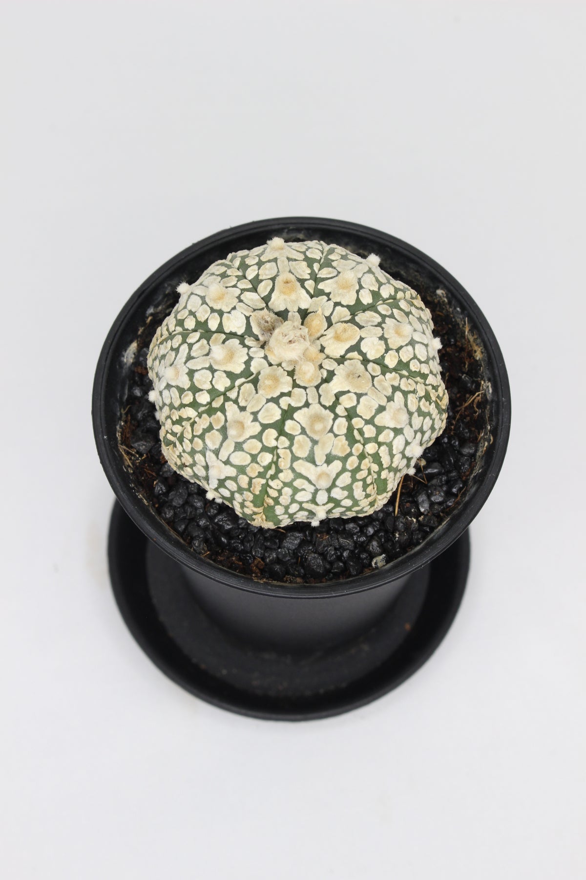 astrophytum-cactus