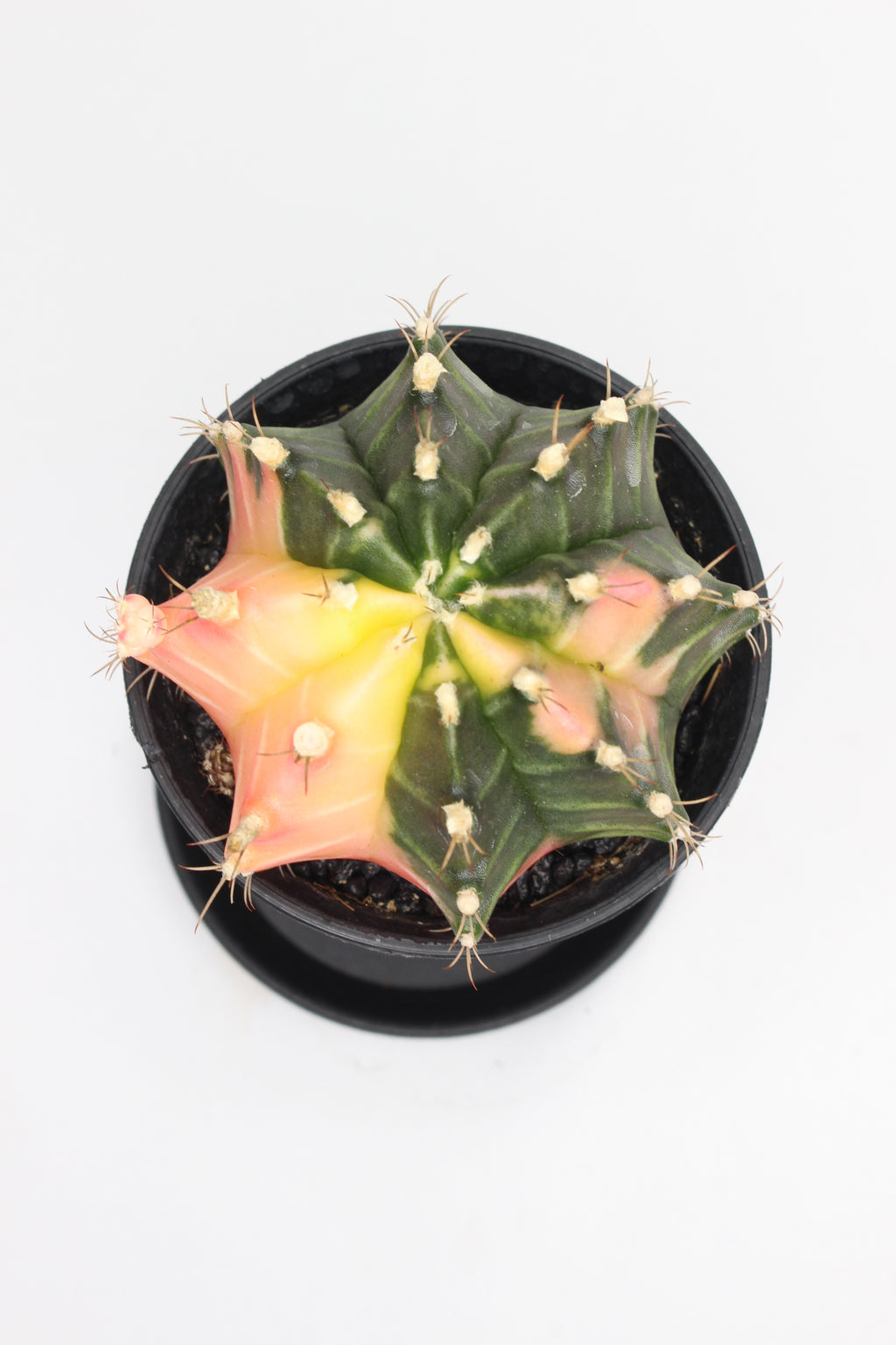 gymnocalycium-variegado