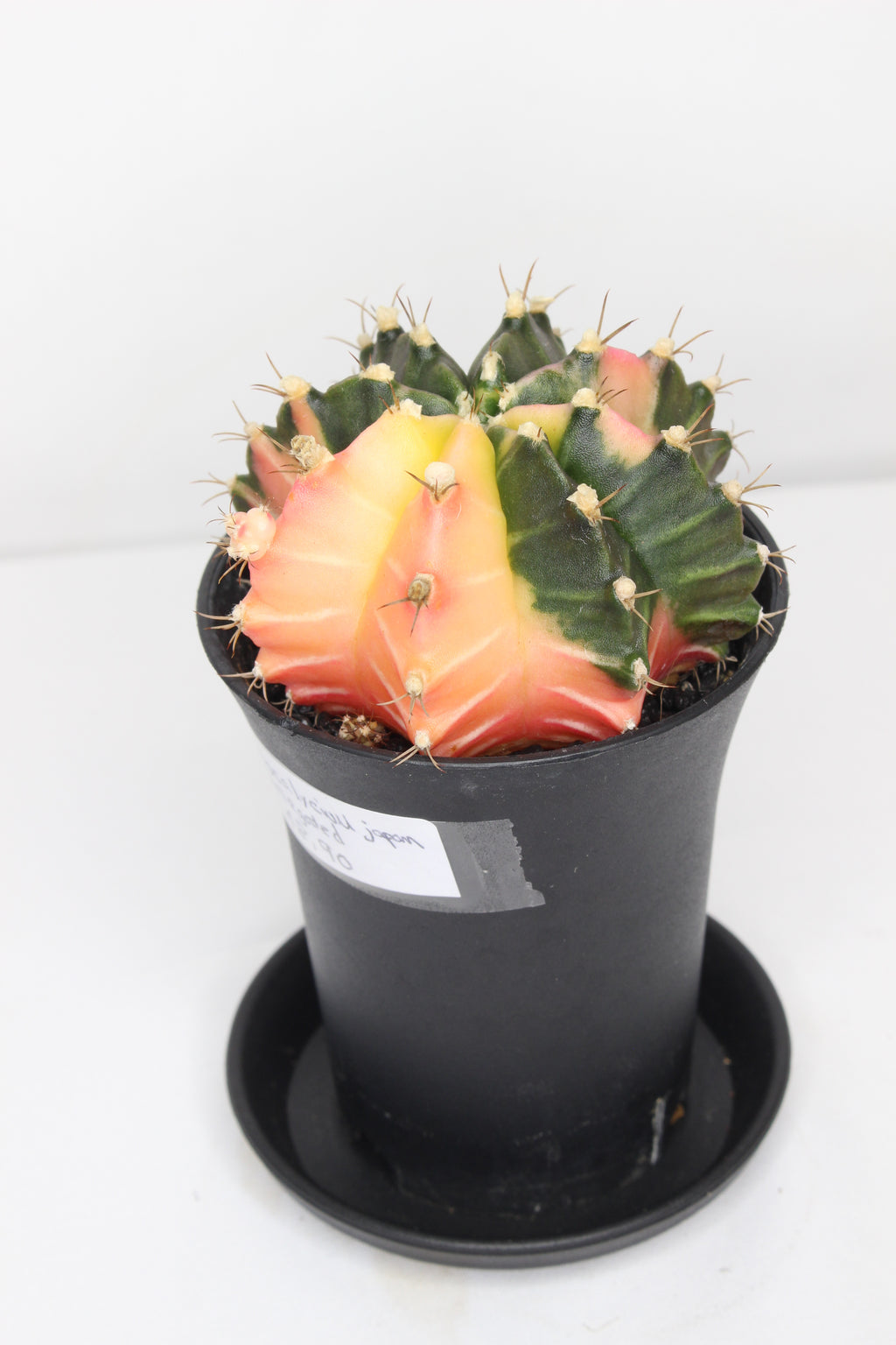 gymnocalycium-japan-variegado