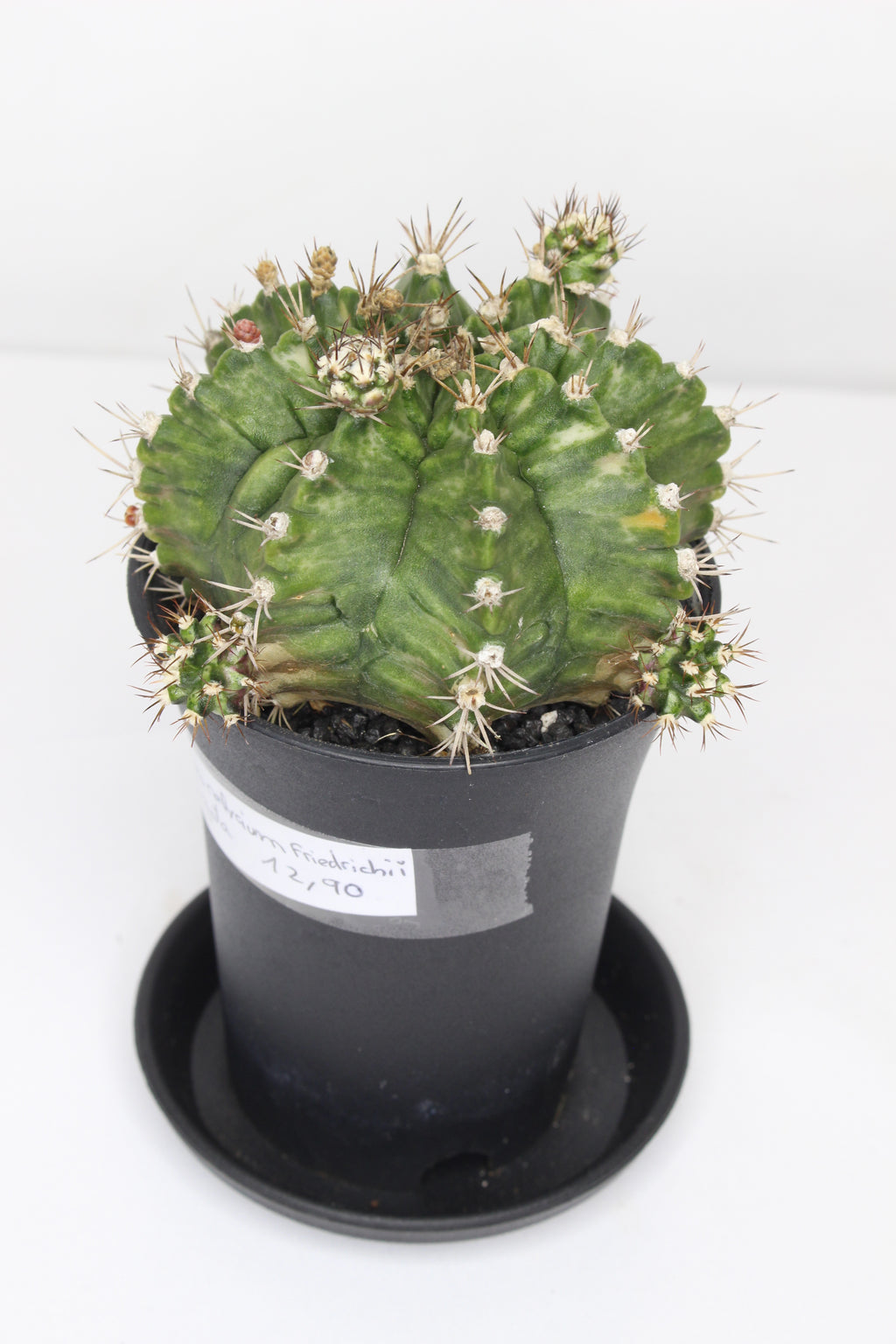 gymnocalycium-xl-variegado