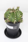 gymnocalycium-xl-variegado