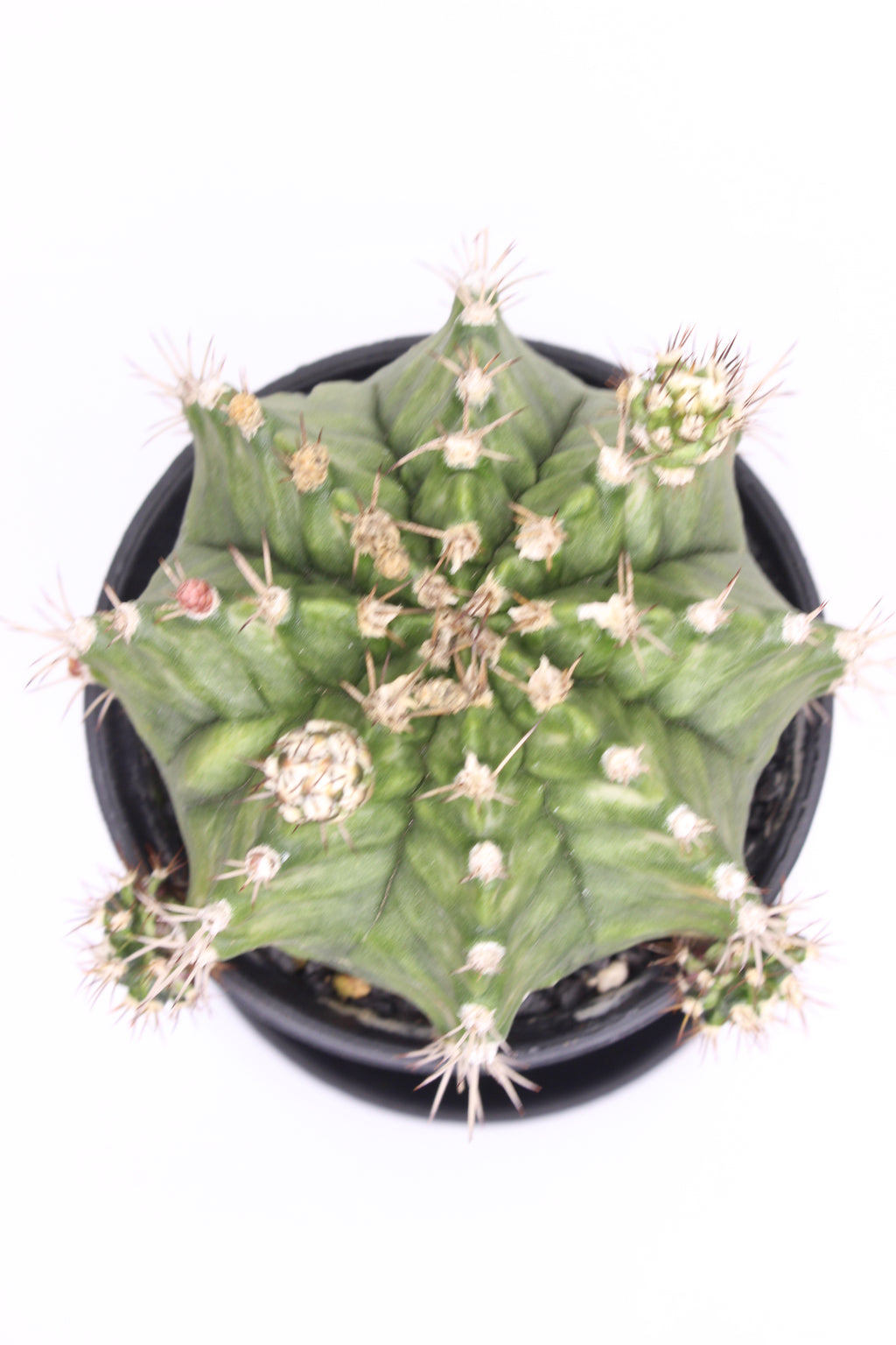 cactus-coleccionable