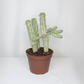 euphorbia-mammillaris-variegata
