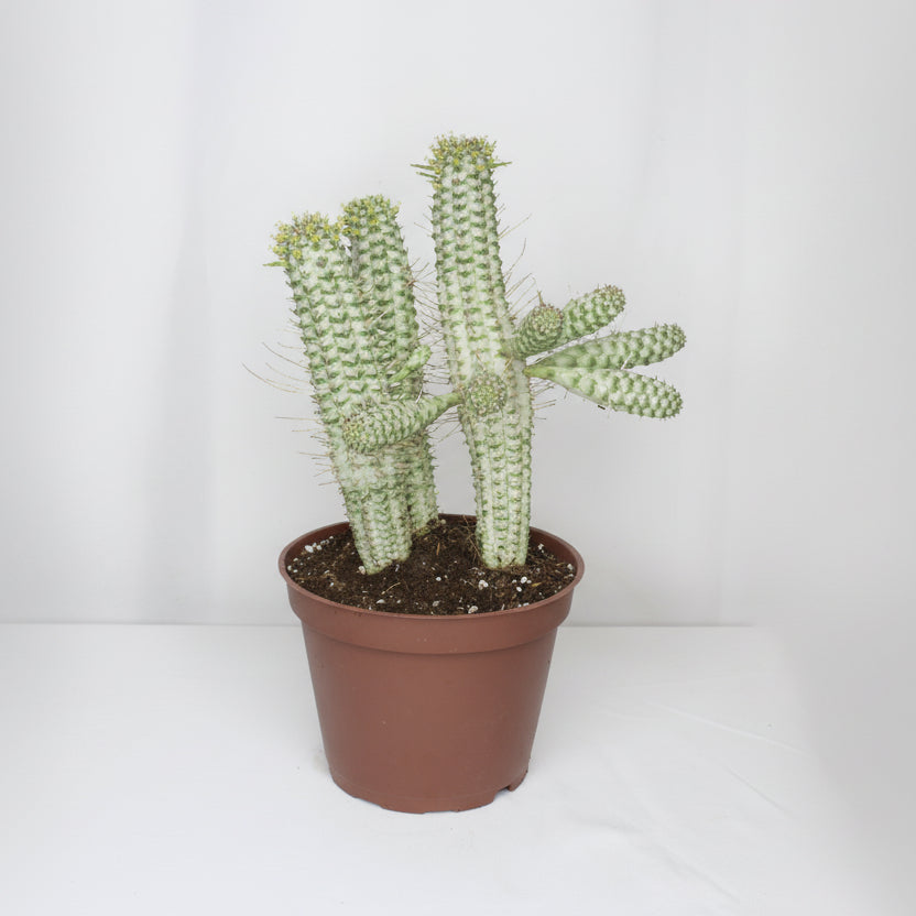 euphorbia-mammillaris-variegata