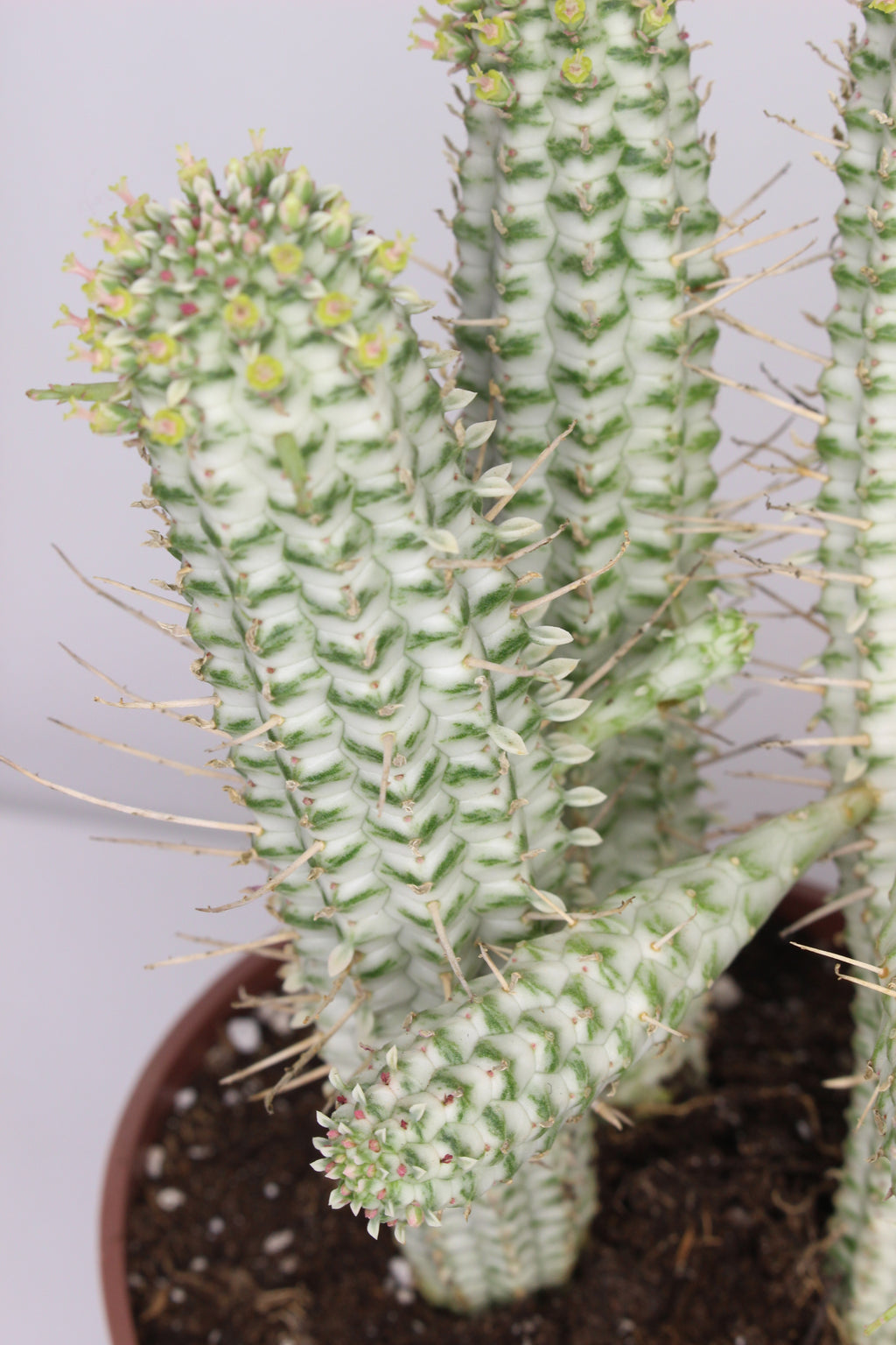 planta-coleccionable