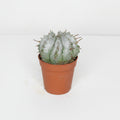 euphorbia-horrida