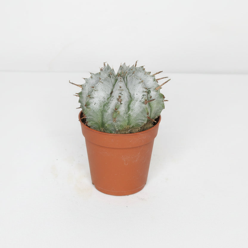 euphorbia-horrida