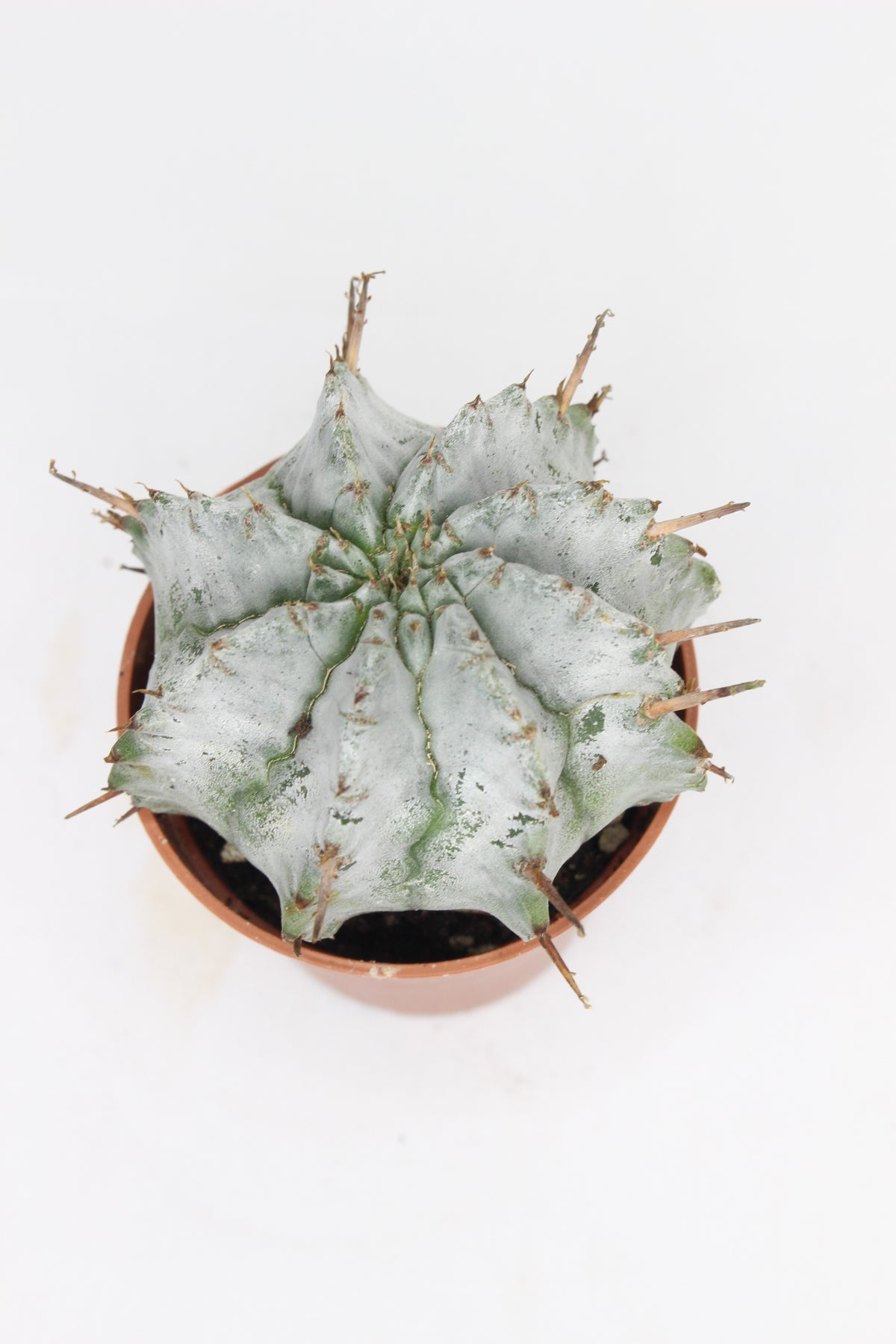 planta-coleccionable