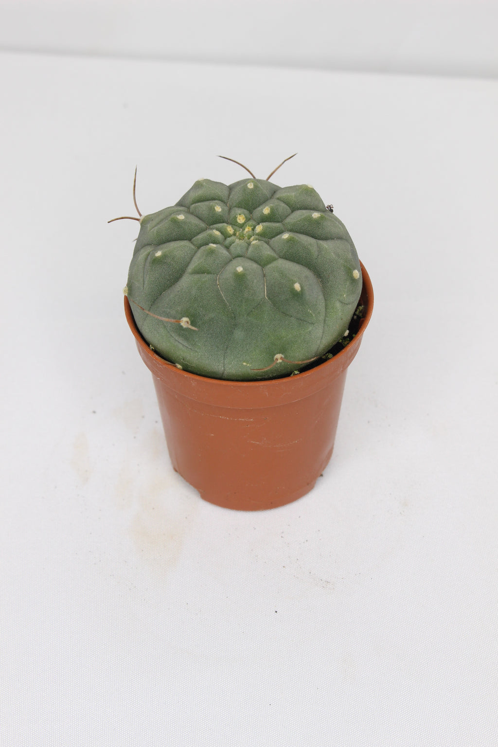 Matucana Madisoniorum