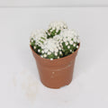 cactus-mammillaria-gracilis