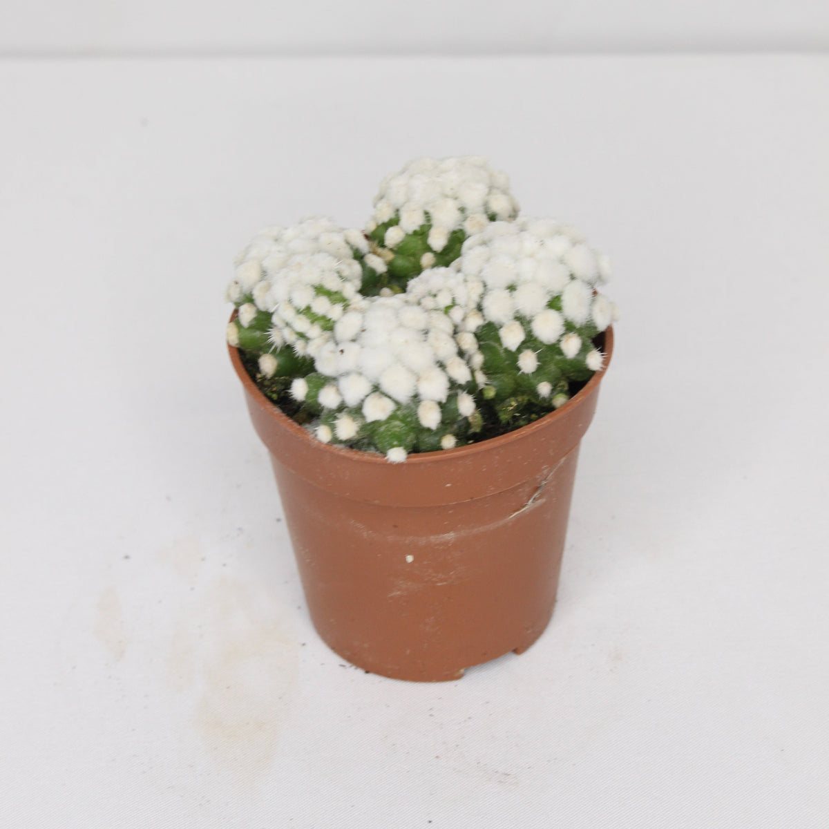 cactus-mammillaria-gracilis